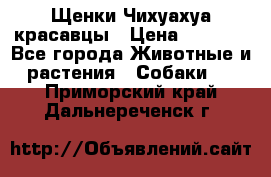 Щенки Чихуахуа красавцы › Цена ­ 9 000 - Все города Животные и растения » Собаки   . Приморский край,Дальнереченск г.